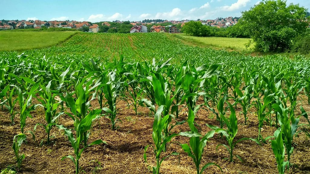 pexels-photo-1112080-1112080 Vibrant cornfield in Beograd, Serbia, showcasing lush growth and suburban background.