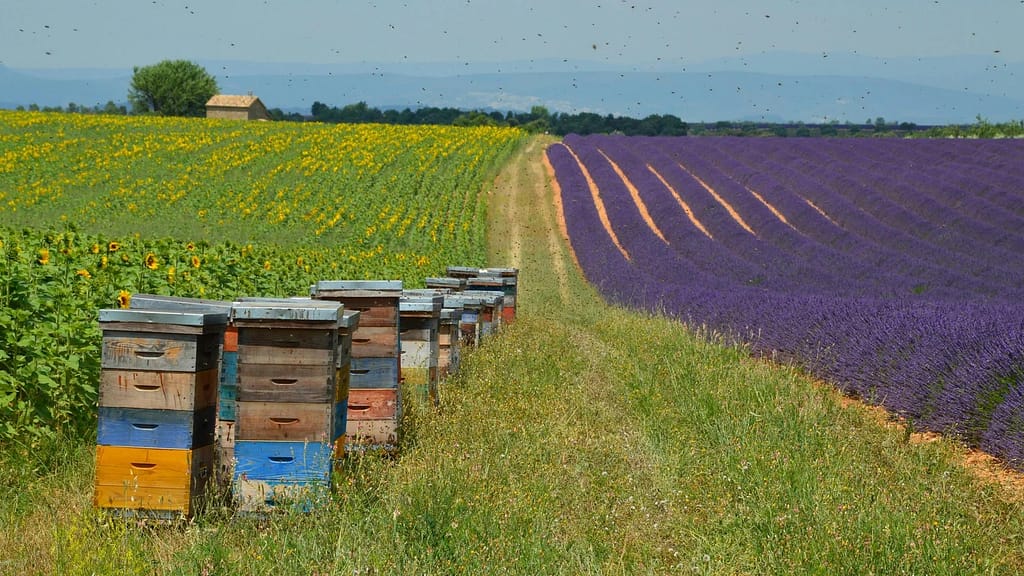 pexels-photo-15229711-15229711 Colorful beehives amidst beautiful lavender and sunflower fields under a clear sky.