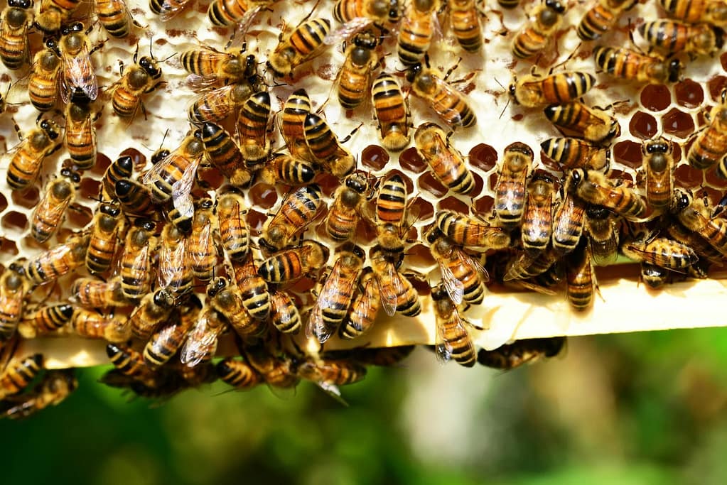 Detailed close-up of honey bees in action on a vivid honeycomb, showcasing nature's beauty.