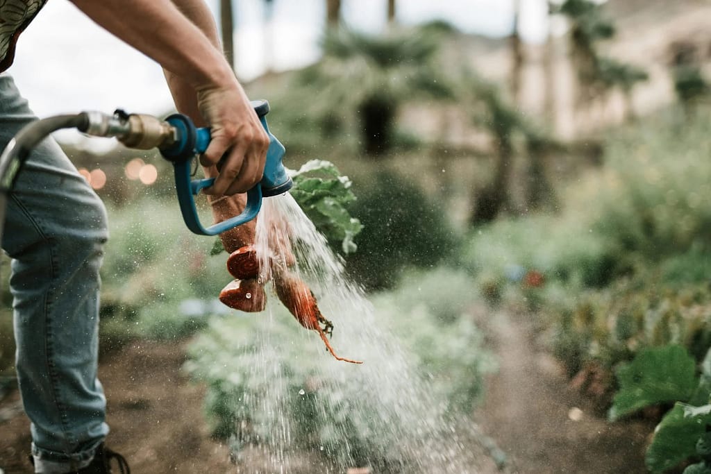 pexels-photo-3889959-3889959 Close-up of hand washing freshly harvested carrots with a hose on a farm, showcasing vibrant, organic produce.