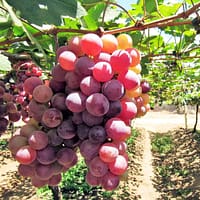 Red Globe Grapes