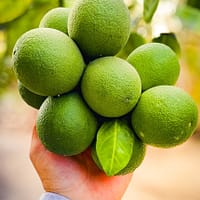orange, fruit, nature, food, healthy, juicy, vitamins, green