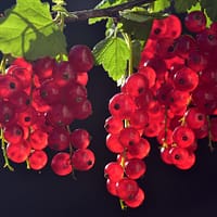 currants, berry, fruit, food, harvest, vitamins, ripe, healthy, bio, products, fresh, red currants, backlighting, sunlight, bright, red, central europe, garden, currants, berry, berry, fruit, fruit, fruit, fruit, fruit, nature, products, red, red, garden, garden