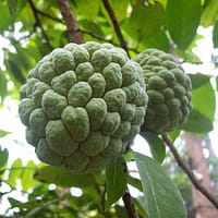 fruits, sugarapple, sweetsop, delicious, sugarapple, sugarapple, sugarapple, sugarapple, sugarapple, sweetsop