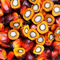 Oil Palm