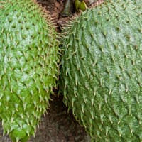 Detailed view of green soursop fruits growing on a tree in Mérida, Venezuela.