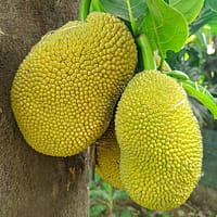 Vibrant yellow jackfruit growing on a tree branch with lush green leaves.