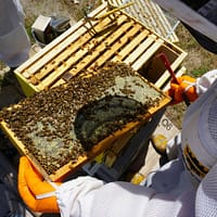 Beekeepers in protective gear examine a honeycomb frame covered with bees outdoors.