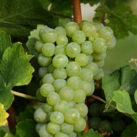 Cluster of green grapes on vine surrounded by lush green leaves, ideal for wine making.