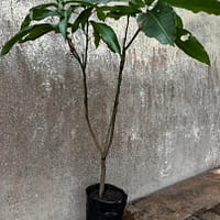 2 in 1 Mango Seedling