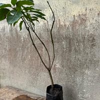 3 in 1 Mango Seedling