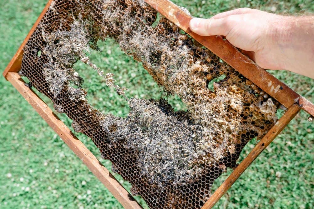 Pest and Disease Control