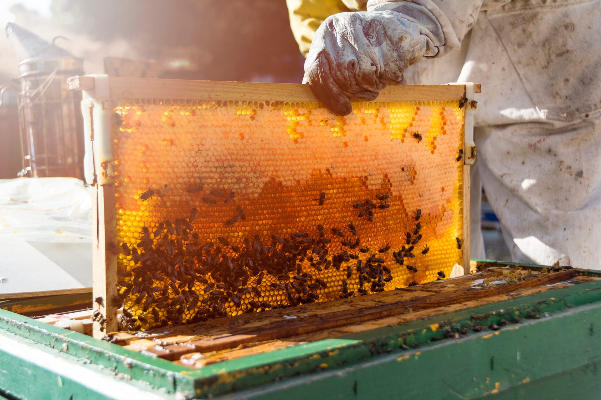 Honey Harvesting