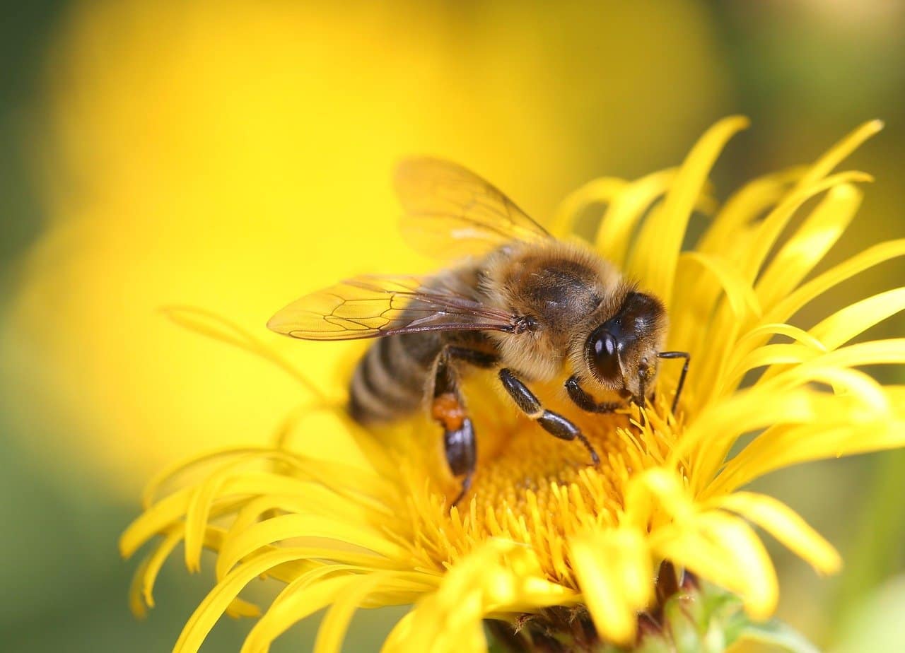 Pollination Services