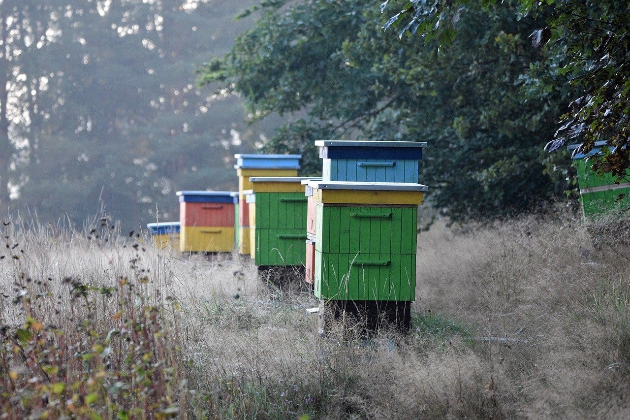 Large-Scale Apiary Operations