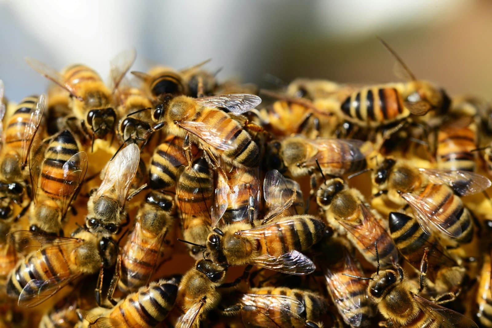 Bee Biology
