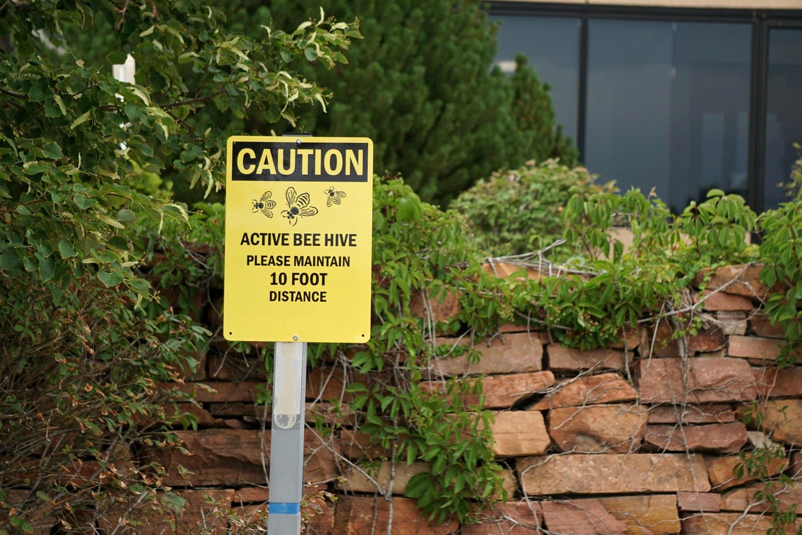 Bee Safety