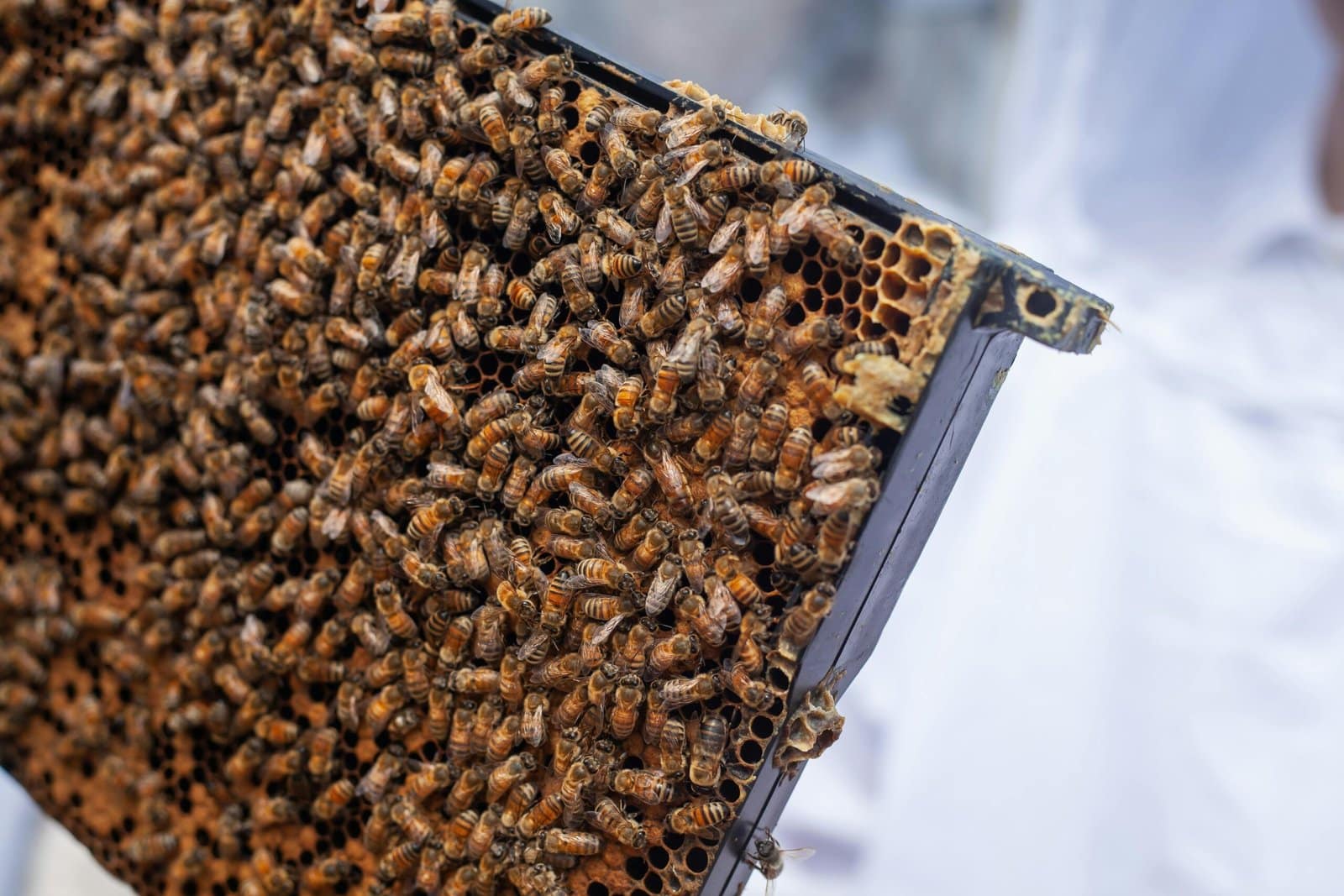 Queen Rearing