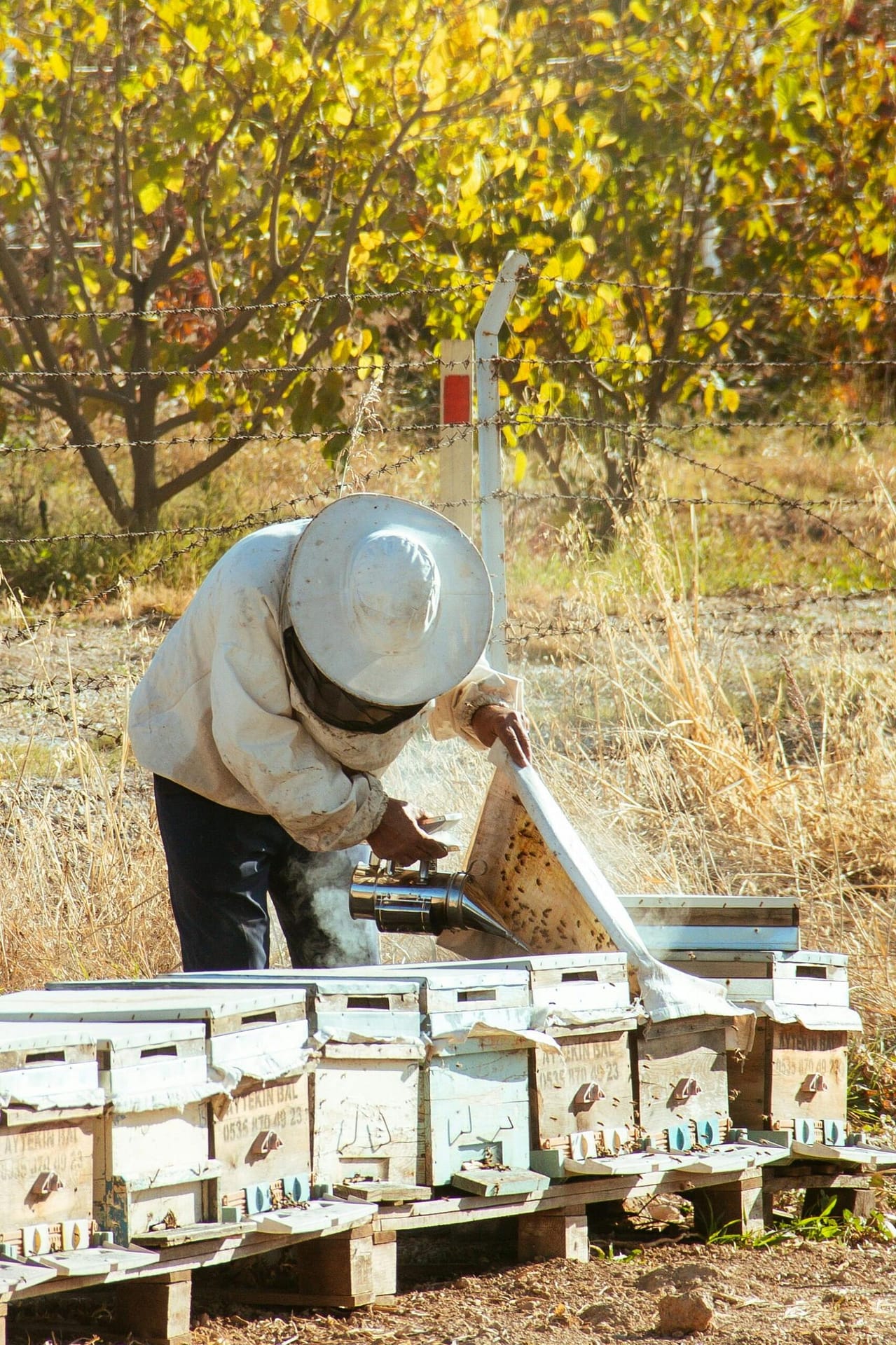 Setting up an Apiary