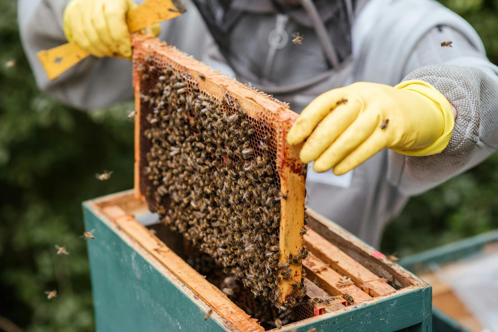 Hive Maintenance
